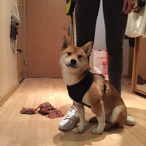 Image of 1PC Adjustable Soft Chest Strap Leash