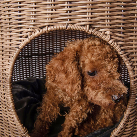 Image of Cane Woven Cat Kennel