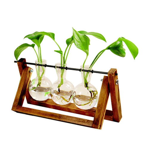 Image of Hydroponic Plant Transparent Vase Wooden Frame